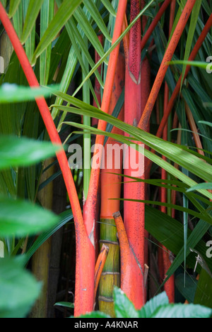 Lippenstift Palm auch bekannt als Siegellack Palm Cyrtostachys renda Stockfoto