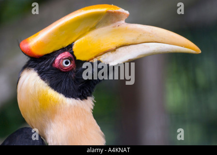 Ein weibliches Buceros bicornis, der große Nashornschnabel Stockfoto