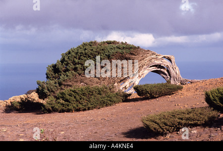 Tausend Jahre alten Sabina Juniperus Turbinata Ssp Canariensis La Dehesa Ferro Insel El Hierro Kanaren Spanien Stockfoto