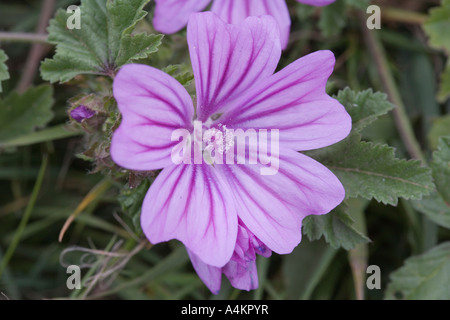 Blau-lila Storchschnabel. Geranie. Stockfoto