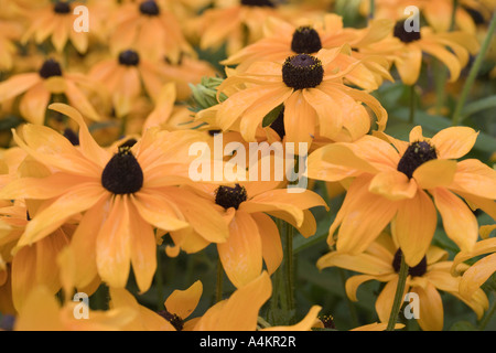 Rudbeckia Hirta. Black-Eyed oder Brown-eyed Susan, Brown Betty, braun oder "Gloriosa" oder gelb oder Poorland oder gelben Ochsen-Auge Daisy Stockfoto