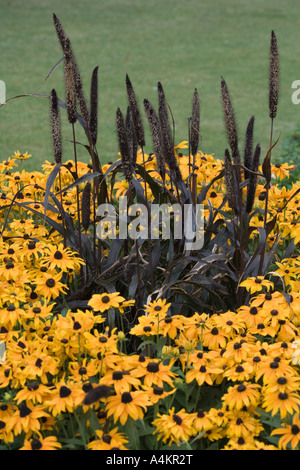 Purple Majesty Lampenputzergras Hybrid Lampenputzergras Glaucum oder Perle-Hirse und Rudbeckia Hirta oder Black-Eyed oder Brown-eyed Susan Stockfoto