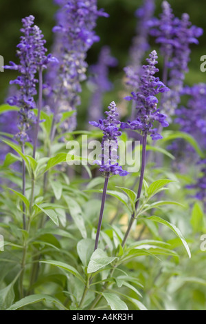 Lavandula Angustifolia Lavandula Spica Lavandula Vera gemeinsame Lavendel echter Lavendel English Lavender, ehemals L. officinalis Stockfoto