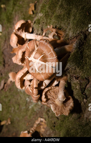 Nahaufnahme der Pilze wachsen auf Baumrinde. Lettland Stockfoto