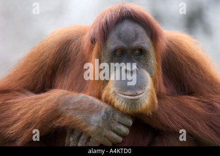 Orang-Utan im Audubon Zoo in New Orleans Louisiana Stockfoto