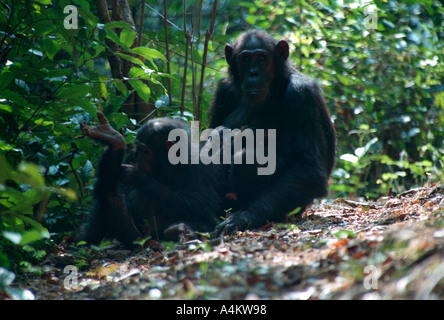 ÖSTLICHEN Schimpansen weiblichen Zwillingen und Kleinkind Pan Troglodytes Schweinfurthii Gombe Nationalpark Tansania Stockfoto