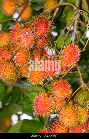 Nephelium Lappaceum Rambutan Fruchtreife auf einem Baum in Kuching Sarawak Borneo Malaysia Stockfoto