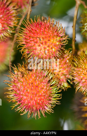 Nephelium Lappaceum Rambutan Fruchtreife auf einem Baum in Kuching Sarawak Borneo Malaysia Stockfoto