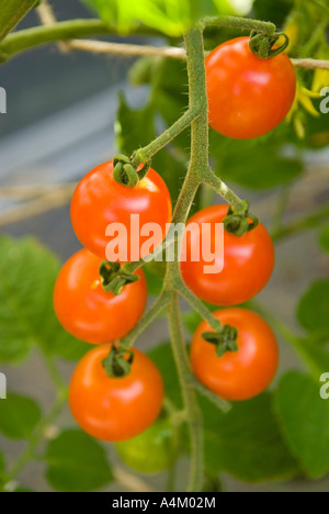 Ein Cluster von süßen Snack Tomaten Reifen am Rebstock Stockfoto