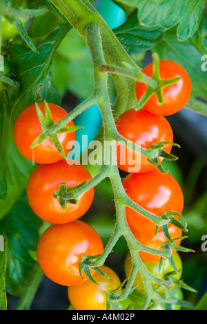 Ein Cluster von süßen Snack Tomaten Reifen am Rebstock Stockfoto