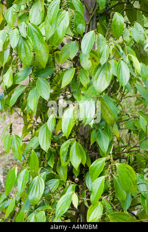 Nahaufnahme von Pfeffer Rebe auf einer Plantage in Sarawak Borneo Malaysia Stockfoto