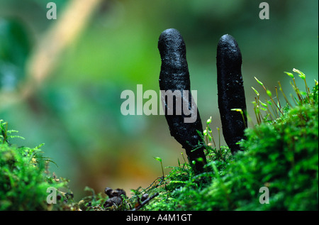 Dead Mans Finger Xylaria polymorpha Stockfoto