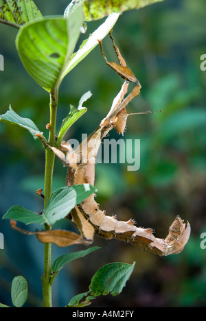 Macleay der Spectre Extatosoma Tiaratum Riesen stachelige Blatt Insekt Stockfoto