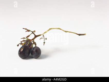 Grape bunch stem with three grapes Stockfoto