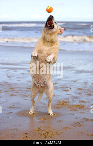 Labrador Hund am Strand springen, um Ball UK Norfolk zu fangen Stockfoto