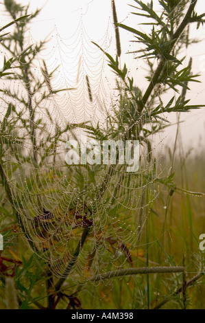 Tautropfen auf einem Spinnennetz Stockfoto