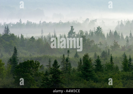 Foggy Mountain Morgen Canaan Valley West Virginia Stockfoto