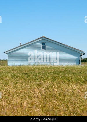 Blau lackierten Holz- Haus mit Getreide in Feild, happisburgh, Norfolk, Osten, Anglia, Großbritannien Stockfoto