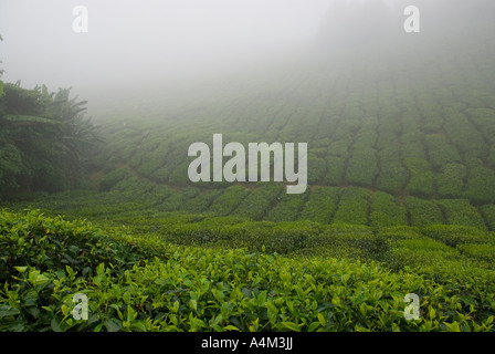 Tee wächst in der Nähe von Tanah Rata im nebligen kühlen Klima Cameron Highlands, Malaysia Stockfoto