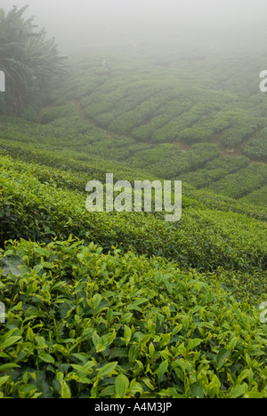 Tee wächst in der Nähe von Tanah Rata im nebligen kühlen Klima von den Cameron Highlands, Malaysia Stockfoto