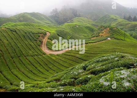 Tee wächst in der Nähe von Tanah Rata im kühlen Klima Cameron Highlands, Malaysia Stockfoto