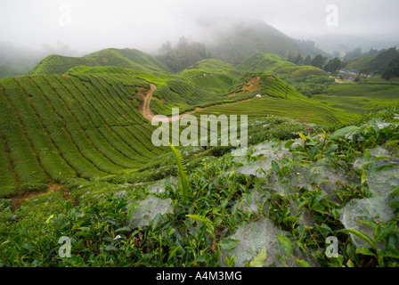 Tee wächst in der Nähe von Tanah Rata im kühlen Klima Cameron Highlands, Malaysia Stockfoto