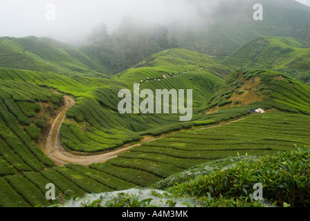 Tee wächst in der Nähe von Tanah Rata im kühlen Klima Cameron Highlands, Malaysia Stockfoto