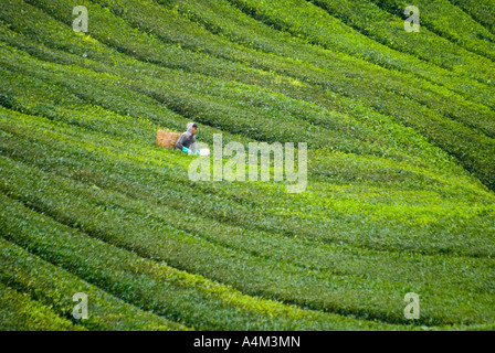 Tee wächst in der Nähe von Tanah Rata im kühlen Klima Cameron Highlands, Malaysia Stockfoto