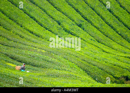 Tee wächst in der Nähe von Tanah Rata im kühlen Klima Cameron Highlands, Malaysia Stockfoto