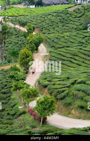 Tee wächst in der Nähe von Tanah Rata im kühlen Klima Cameron Highlands, Malaysia Stockfoto