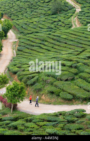 Tee wächst in der Nähe von Tanah Rata im kühlen Klima Cameron Highlands, Malaysia Stockfoto