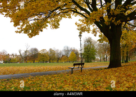 Schöne gelbe Herbst verlassen und Bäume in Clapham Common in London England Großbritannien Stockfoto