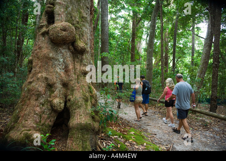 Regenwald wandern - Fraser Island, Queensland, Australien Stockfoto