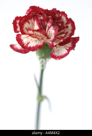 Bunte Nelke, close-up Stockfoto
