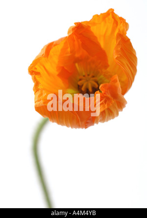 Mohn Stockfoto