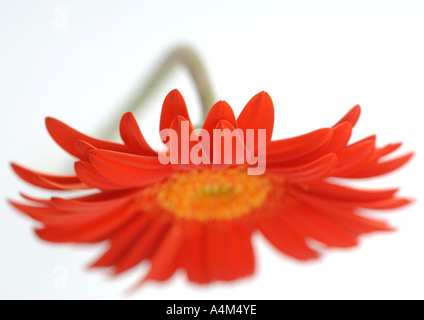 Gerbera Daisy, close-up Stockfoto