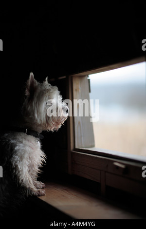Westie Vogelbeobachtung in einem Versteck Stockfoto