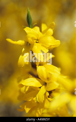 Die gelben Blüten der Forsythia Suspensa Nahaufnahme Stockfoto