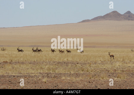 Ebene der Namib Wüste Springbock und Oryx-Antilopen Wandern in Namibia Stockfoto