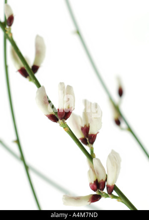 Besen-Rasen Stockfoto