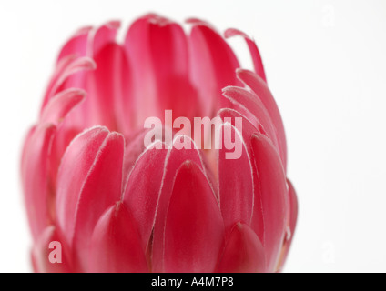 Das Protea Blume Stockfoto