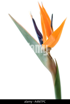 Paradiesvogel Blume Stockfoto