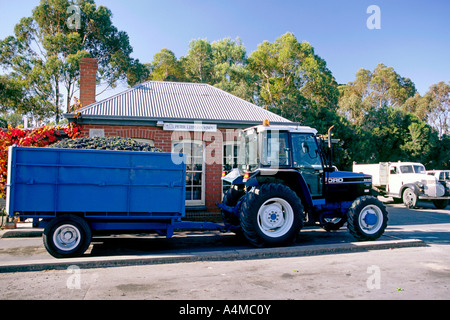 Ein Traktor mit seiner Last der Trauben auf dem Wiegen Station bei Peter Lehmann Wines in South Australia Barossa Valley. Stockfoto