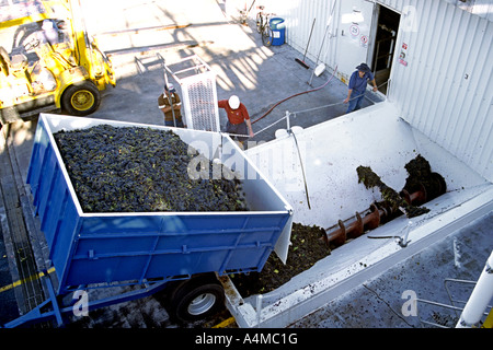 Einem Anhänger voller Trauben bei Peter Lehmann Wines in South Australia Barossa Valley. Stockfoto