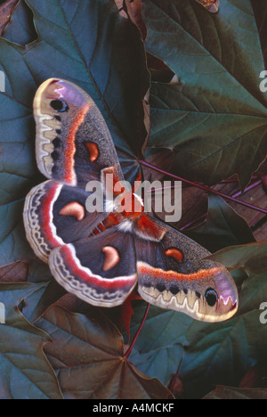 Cecropia Motte auf Blättern Stockfoto