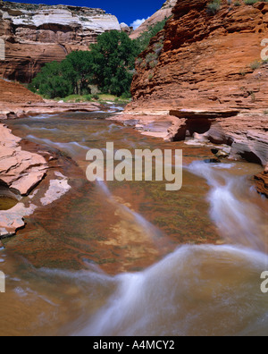 Fluss fließt über Redrocks Canyon del Muerto Canyon de Chelly Nationalmonument Stockfoto