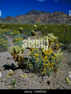 KOFA National Wildlife Preserve Stockfoto