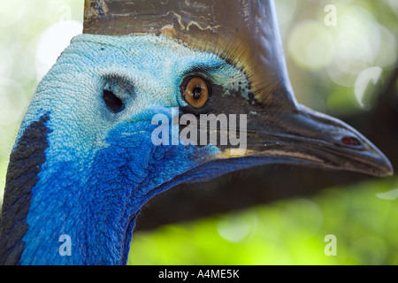 Südlichen Kasuar - Queensland, Australien Stockfoto