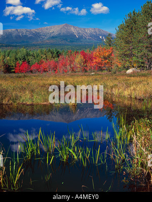 Herbst Ahornbäume im Moor Mount Katahdin Baxter State Park Stockfoto