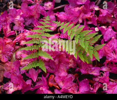 Farne und gefallenen Rhododendron Blüten im Frühjahr Stockfoto